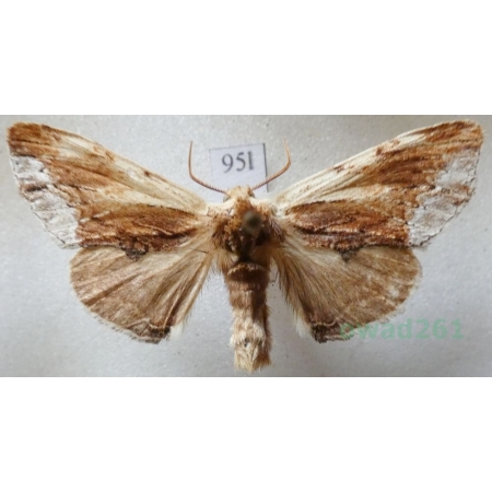 Ptilodon cucullina (Denis & Schiffermüller, 1775) Wiechcica czubatka Czech95l